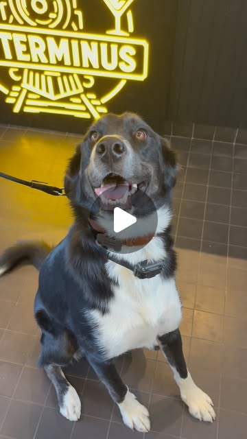 La mascotte du Terminus